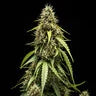 Corkscrew - Tyson 2.0 Royal Queen Seeds Auto 3 Samen (F)