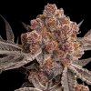 Debo (Lavender Kush x Blackberry OG) - Bred by 42 5 Samen (R)