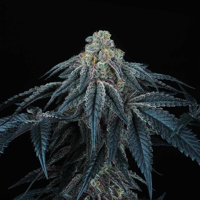 Jiggly Puff (Shoreline x Skywalker) - Bred by 42 5 Samen (F)
