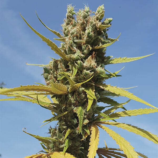 AMG - Royal Queen Seeds 3 Samen (F)