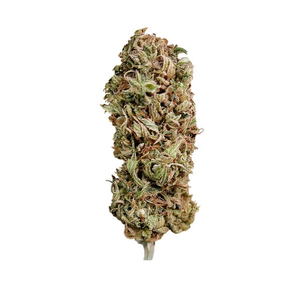 AMG - Royal Queen Seeds 3 Samen (F)