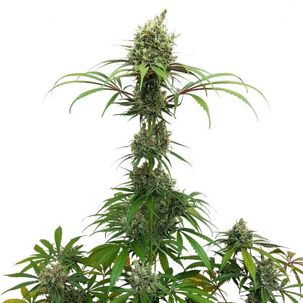 AMG - Royal Queen Seeds 3 Samen (F)