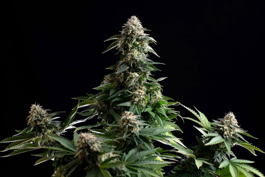 Amnesia Dream XL Auto - Kannabia 3+1 Samen (F)