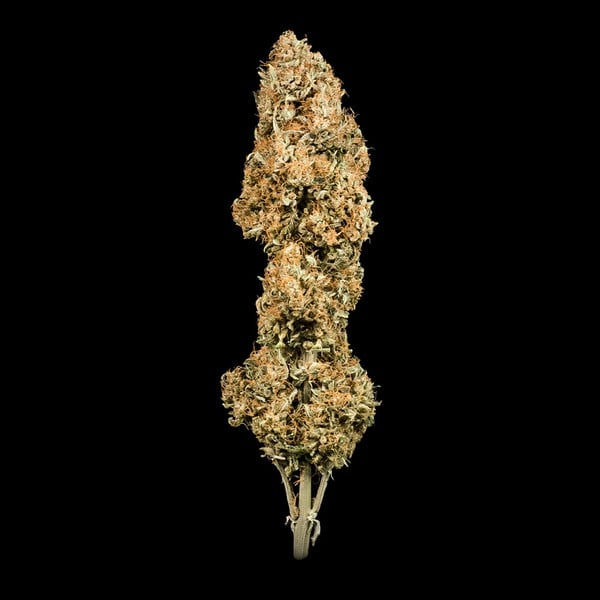 Green Gelato Auto (Green Gelato x Cookies Auto) - Royal Queen Seeds 3 Samen (F)(Auto)