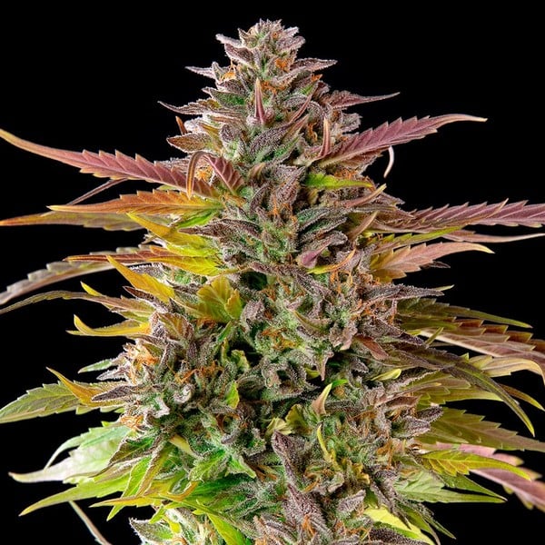 Cookies Gelato - Royal Queen Seeds 3 Samen (F)