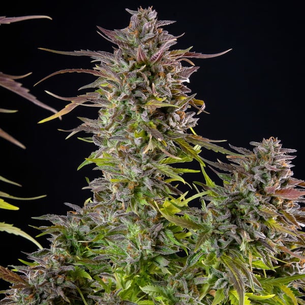 Cookies Gelato - Royal Queen Seeds 3 Samen (F)