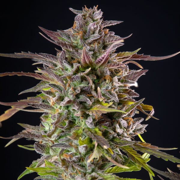 Cookies Gelato - Royal Queen Seeds 3 Samen (F)