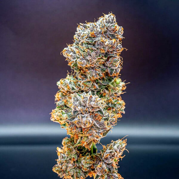 Cookies Gelato - Royal Queen Seeds 3 Samen (F)