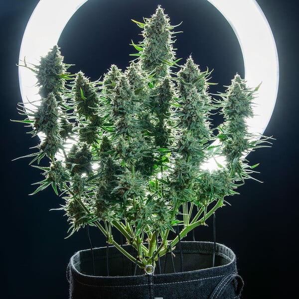 Green Gelato Auto (Green Gelato x Cookies Auto) - Royal Queen Seeds 3 Samen (F)(Auto)
