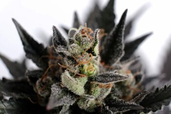 Lemon Haze Auto - Kannabia 10+3 Samen (F)
