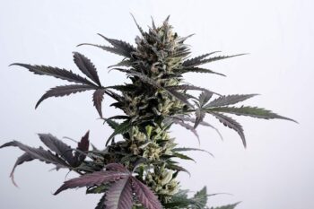 Lemon Haze Auto - Kannabia 10+3 Samen (F)