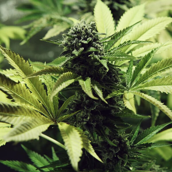 Northern Light - Royal Queen Seeds 3 Samen (F)