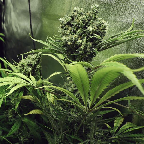 Northern Light - Royal Queen Seeds 3 Samen (F)