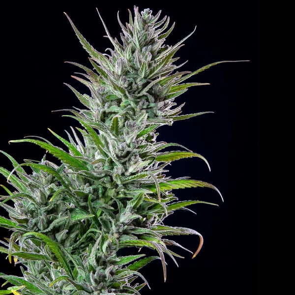 Northern Light - Royal Queen Seeds 3 Samen (F)