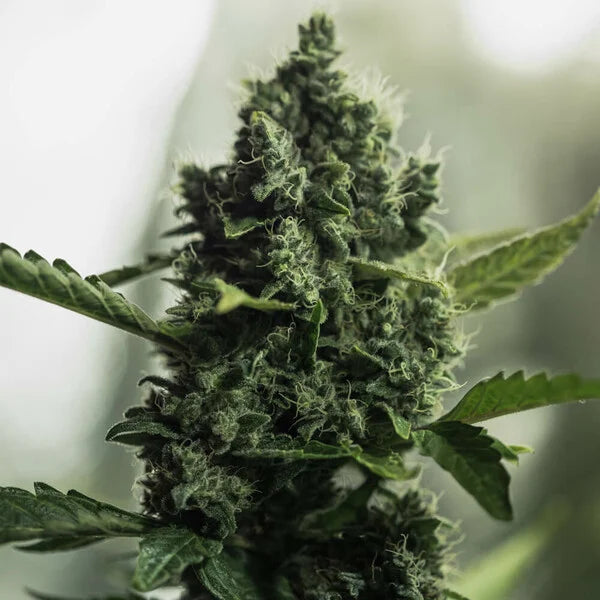 Royal Gorilla - Royal Queen Seeds 3 Samen (F)
