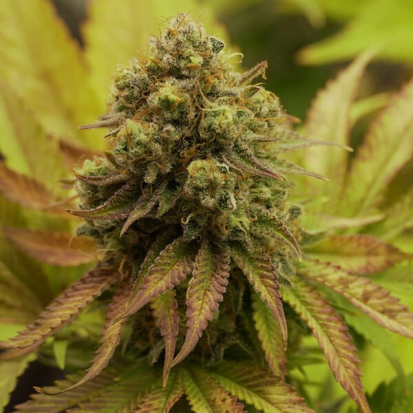 Royal Runtz - Royal Queen Seeds 3 Samen