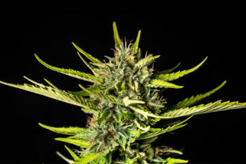 Strawberry Haze Auto - Kannabia 3+1 Samen (F)