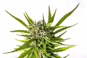 Strawberry Haze Auto - Kannabia 3+1 Samen (F)