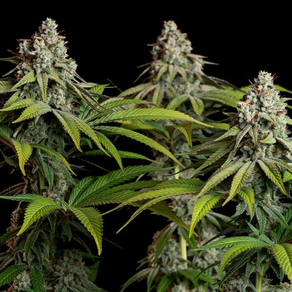 White Widow - Royal Queen Seeds 3 Samen (F)