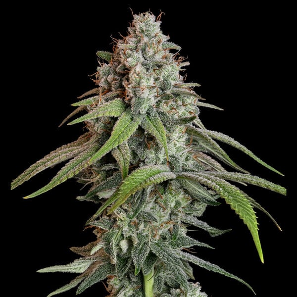 White Widow - Royal Queen Seeds 3 Samen (F)