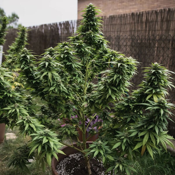 White Widow - Royal Queen Seeds 3 Samen (F)