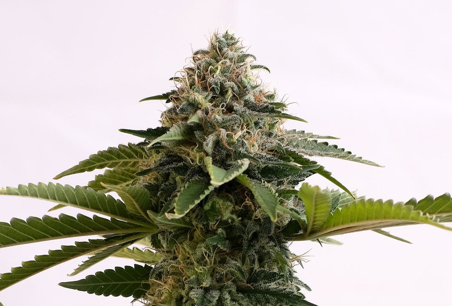 Amnesia Dream XL Auto - Kannabia 3+1 Samen (F)