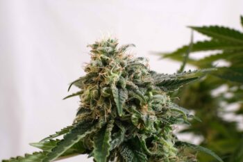 Amnesia Dream XL Auto - Kannabia 3+1 Samen (F)