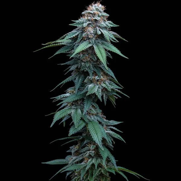 Amnesia Haze - Royal Queen Seeds 3 Samen (F)
