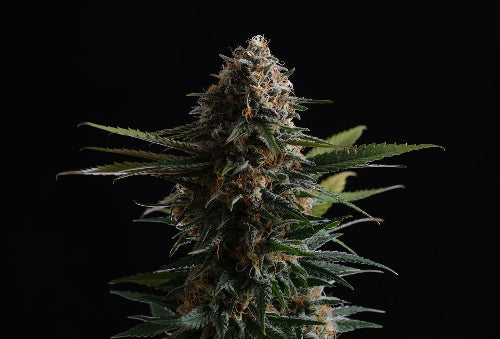 Candy Cream Go Fast 3+1 (F)