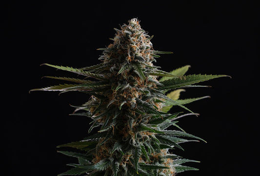Candy Cream Go Fast 10+3 (F)