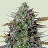 Goat'lato - Tyson 2.0 Royal Queen Seeds Auto 3 Samen (F)