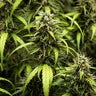 Goat'lato - Tyson 2.0 Royal Queen Seeds Auto 3 Samen (F)