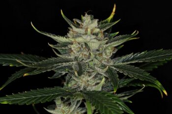 Gorilla King Auto - Kannabia 10+3 Samen (F)