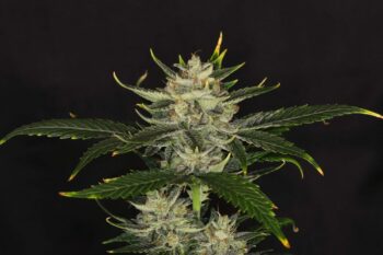 Gorilla King Auto - Kannabia 10+3 Samen (F)