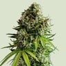 NYC Sour D - Tyson 2.0 Royal Queen Seeds Auto 3 Samen (F)