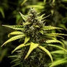 NYC Sour D - Tyson 2.0 Royal Queen Seeds Auto 3 Samen (F)