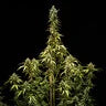 NYC Sour D - Tyson 2.0 Royal Queen Seeds Auto 3 Samen (F)