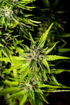 Strawberry Haze Auto - Kannabia 3+1 Samen (F)